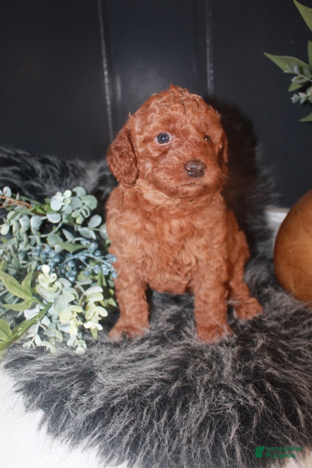 Mini Goldendoodle dogs for sale: Macy - Image 4