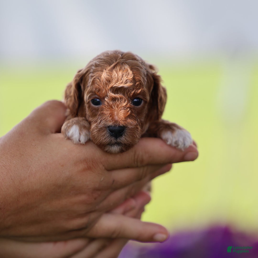 Toy Poodle dogs for sale: Misty - Image 6