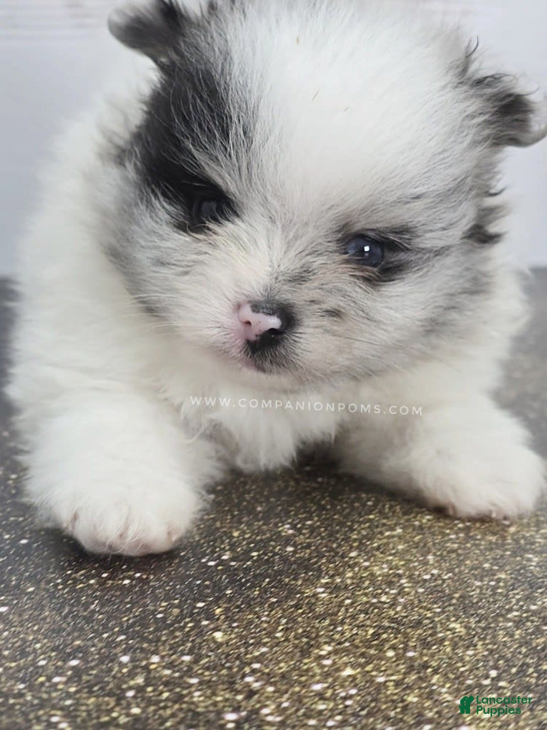 Pomeranian dogs for sale: Blue Eye - Blue Merle - Extreme Parti - Listing for pets: Blue Eye - Blue Merle - Extreme Parti - Image 4