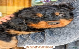 Bernedoodle dogs for sale: Stetson - Image 1