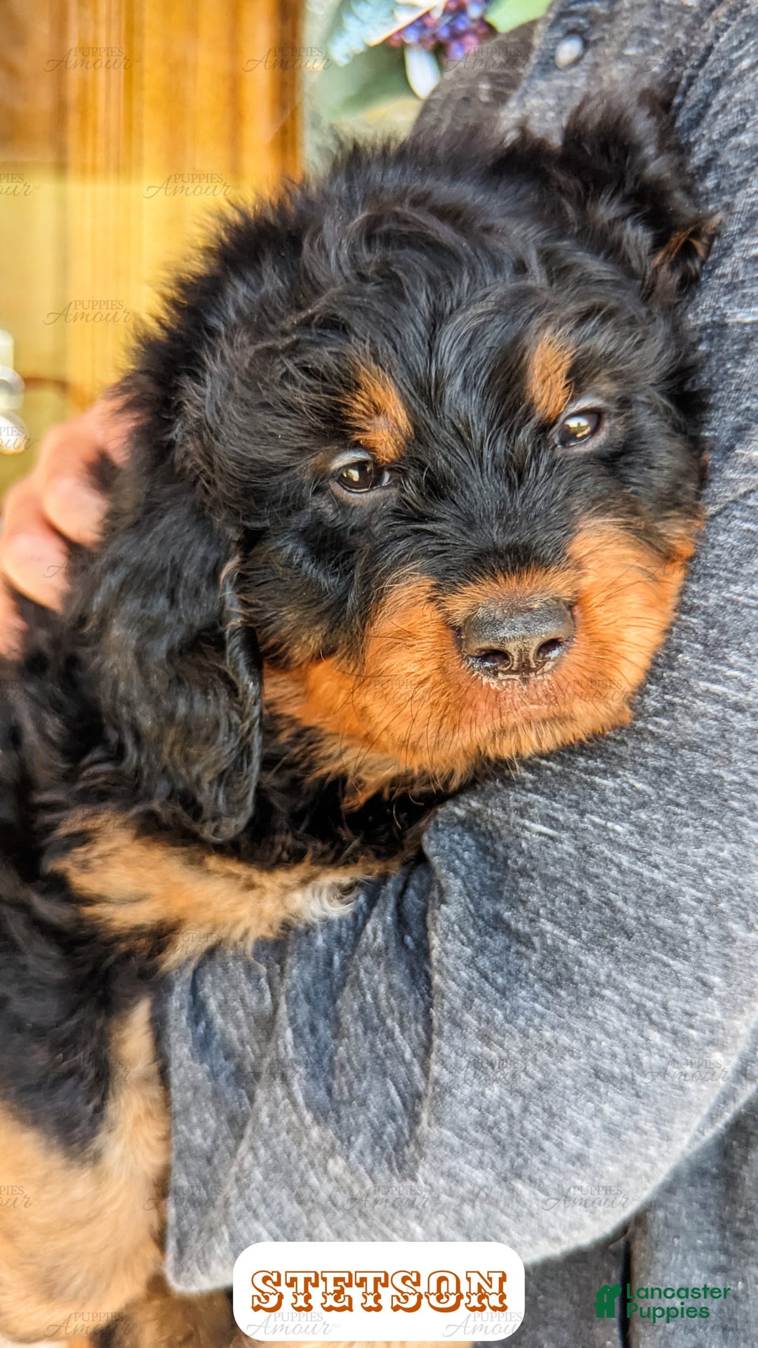 Bernedoodle dogs for sale: Stetson - Image 1