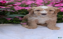 Mini Aussiedoodle dogs for sale: Roscoe - Image 3