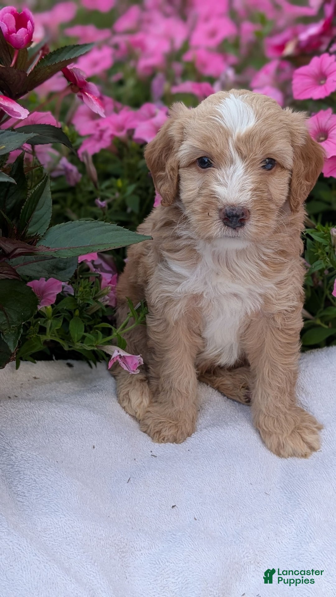 Mini Aussiedoodle dogs for sale: Roscoe - Image 3