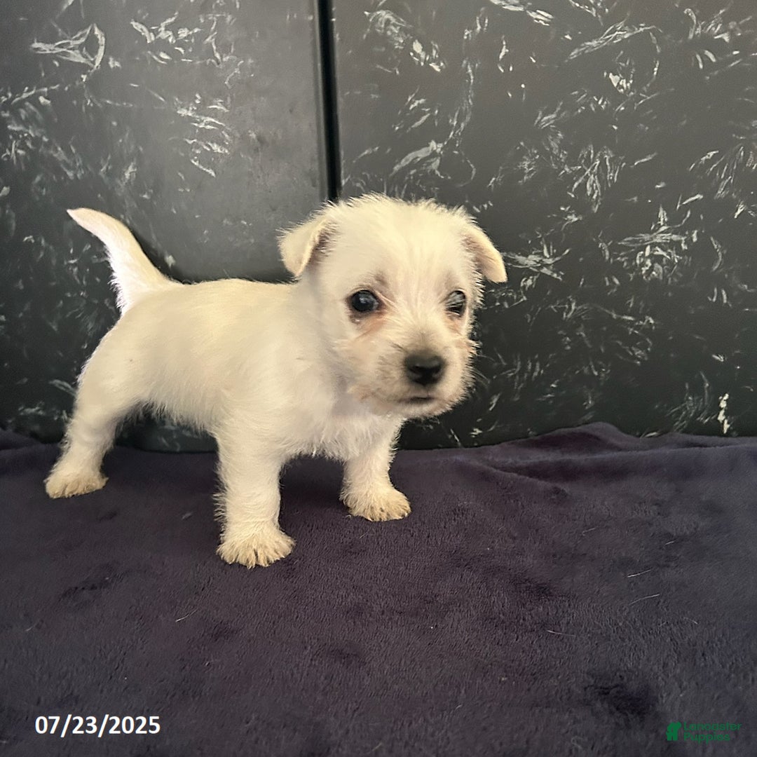 West Highland Terrier dogs for sale: Chester - Image 2