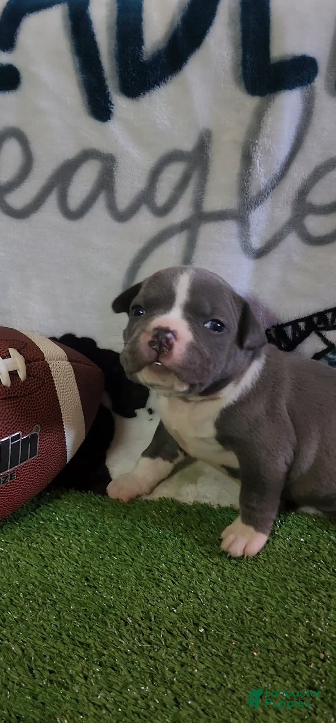 American Bully dogs for sale: Mary-kate - Image 12