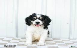 Cavapoo dogs for sale: Montana - Image 4