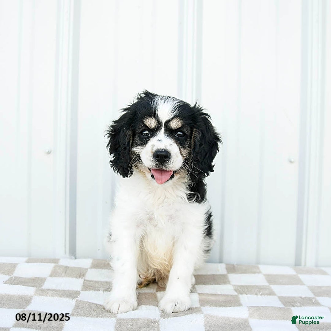 Cavapoo dogs for sale: Montana - Image 4