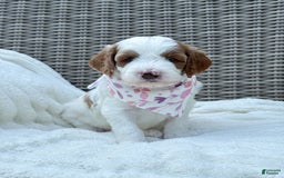 Goldendoodle dogs for sale: Alice - Image 12