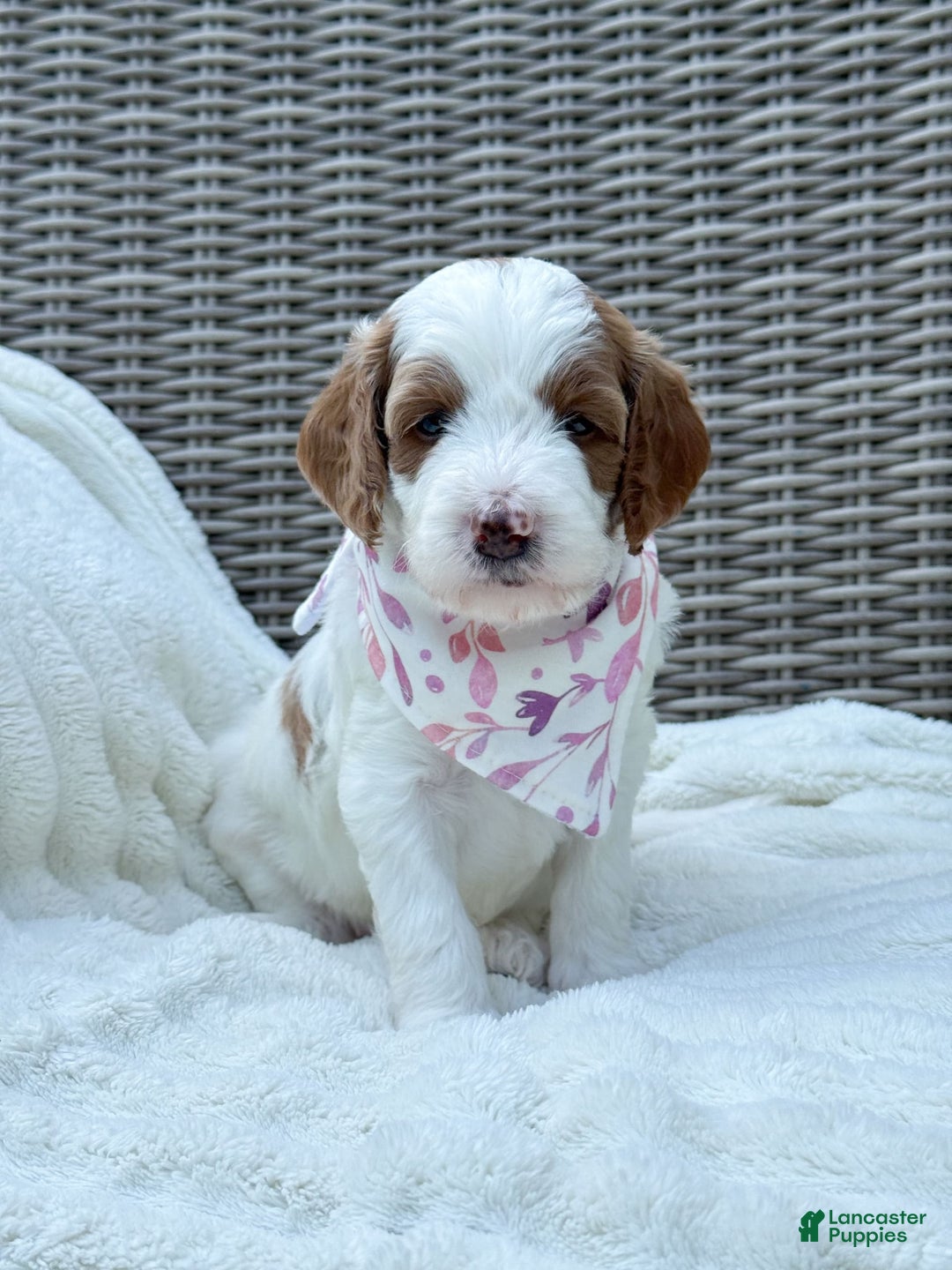Goldendoodle dogs for sale: Alice - Image 12