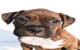 Boxer dogs for sale: Maxine - Image 6