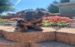 Yorkshire Terrier dogs for sale: Austin - Image 1