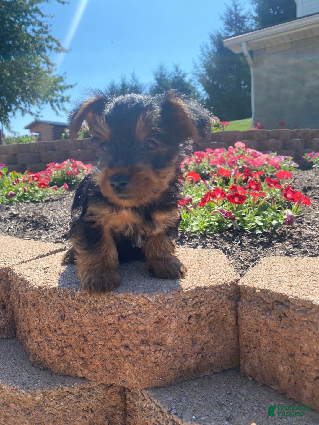 Yorkshire Terrier dogs for sale: Austin - Image 1