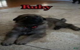 German Shepherd dogs for sale: Ruby - Image 1
