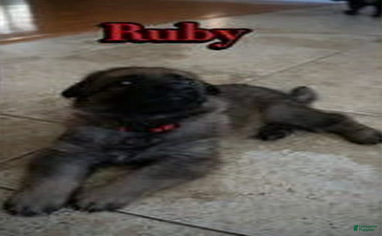 German Shepherd dogs for sale - Ad 2