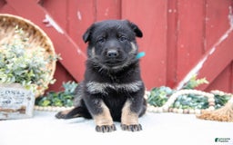German Shepherd dogs for sale: Sushi - Image 3