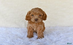 Cockapoo dogs for sale: Hazel - Image 4