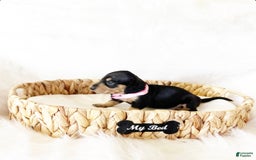 Miniature Dachshund dogs for sale: Akc Sadie - Image 1