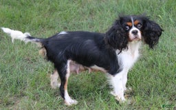 Cavalier King Charles Spaniel dogs for sale: Raina - Image 2