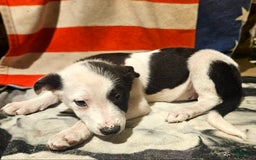 Border Collie dogs for sale: I-dog - Image 10