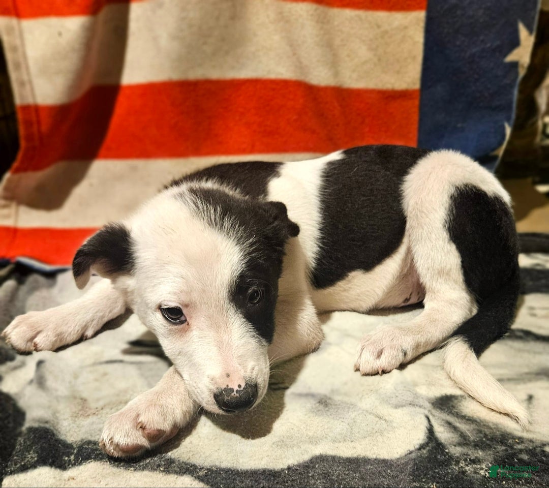 Border Collie dogs for sale: I-dog - Image 10