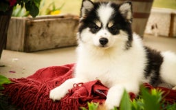 Pomsky dogs for sale: Flare - Image 6