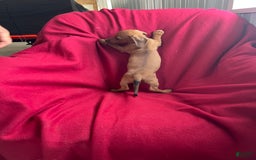 Dachshund dogs for sale: Sandy - Image 2