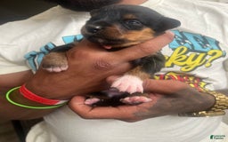 Bernese Mountain Dog dogs for sale: Nova - Image 4