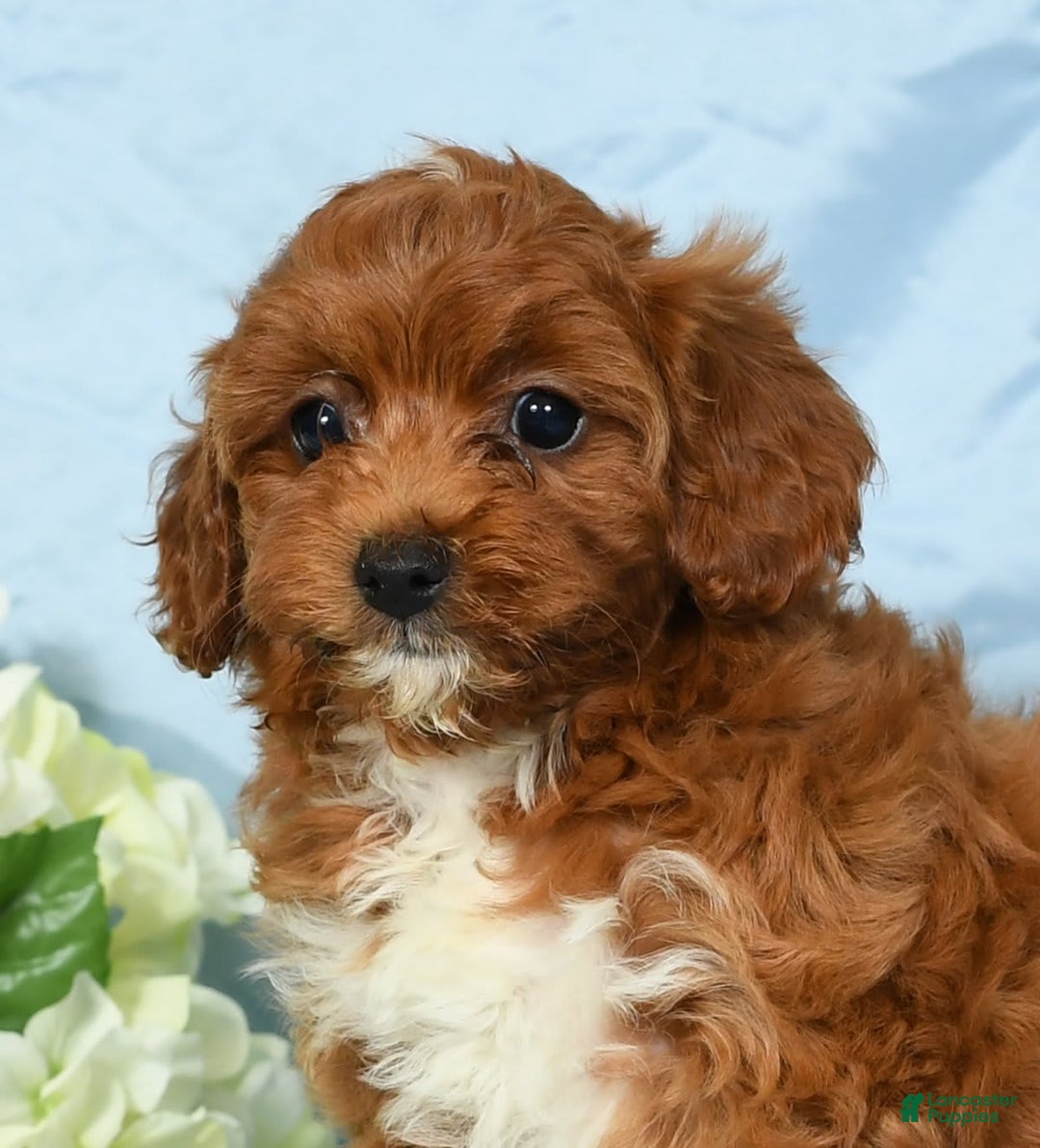 Cavapoo dogs for sale: Tara - Image 9