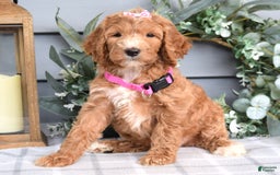 Goldendoodle dogs for sale: Addison - Image 6