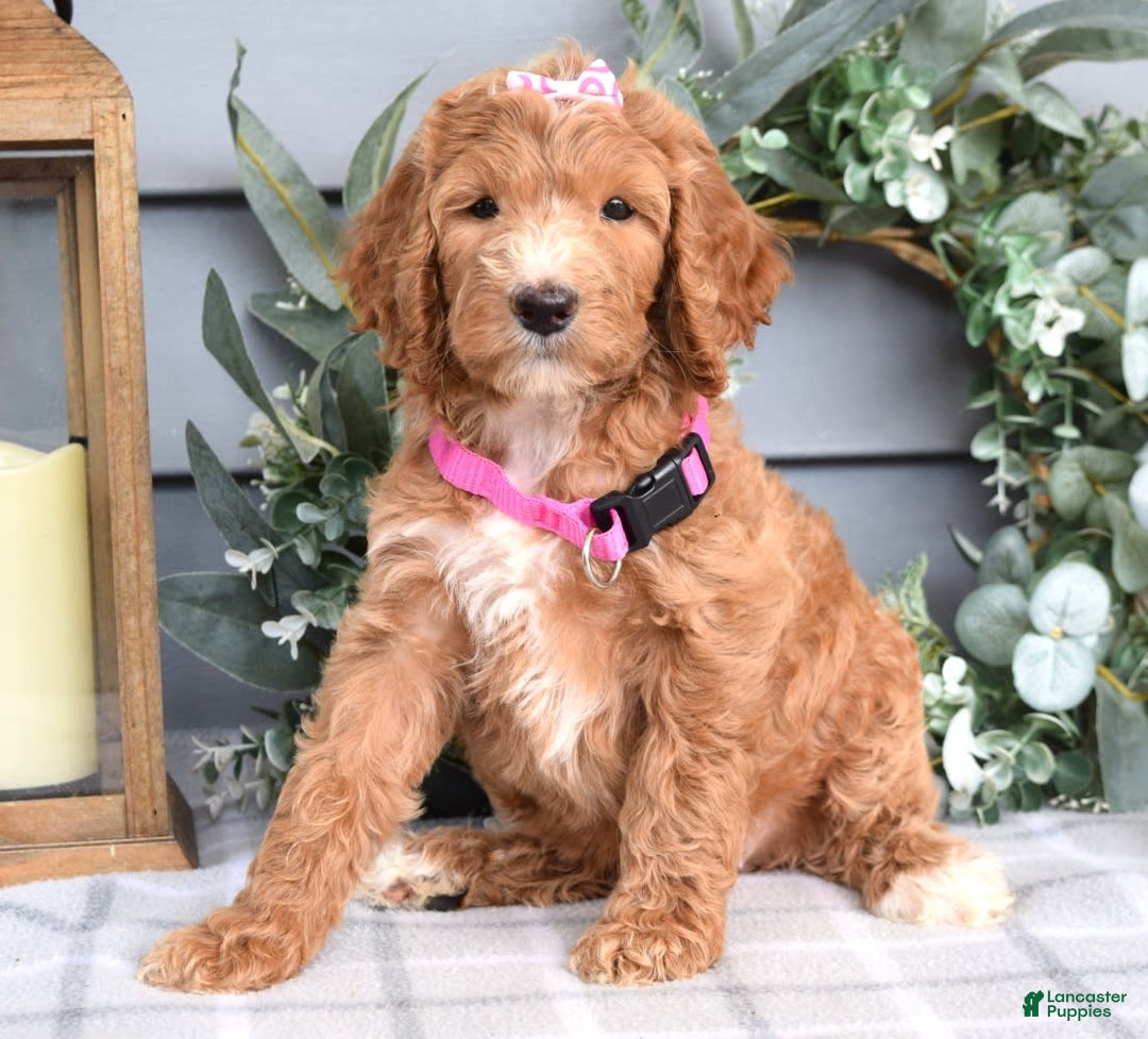 Goldendoodle dogs for sale: Addison - Image 6