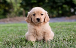 Golden Retriever dogs for sale: Golden Retriever 9 puppies - Image 14