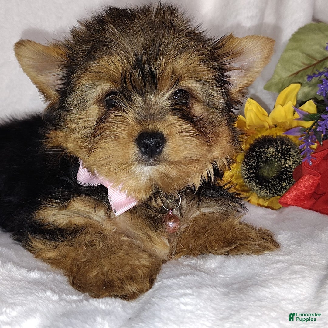 Yorkshire Terrier dogs for sale: Seraphina - Image 16