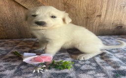 Great Pyrenees dogs for sale: Jasmine - Image 1