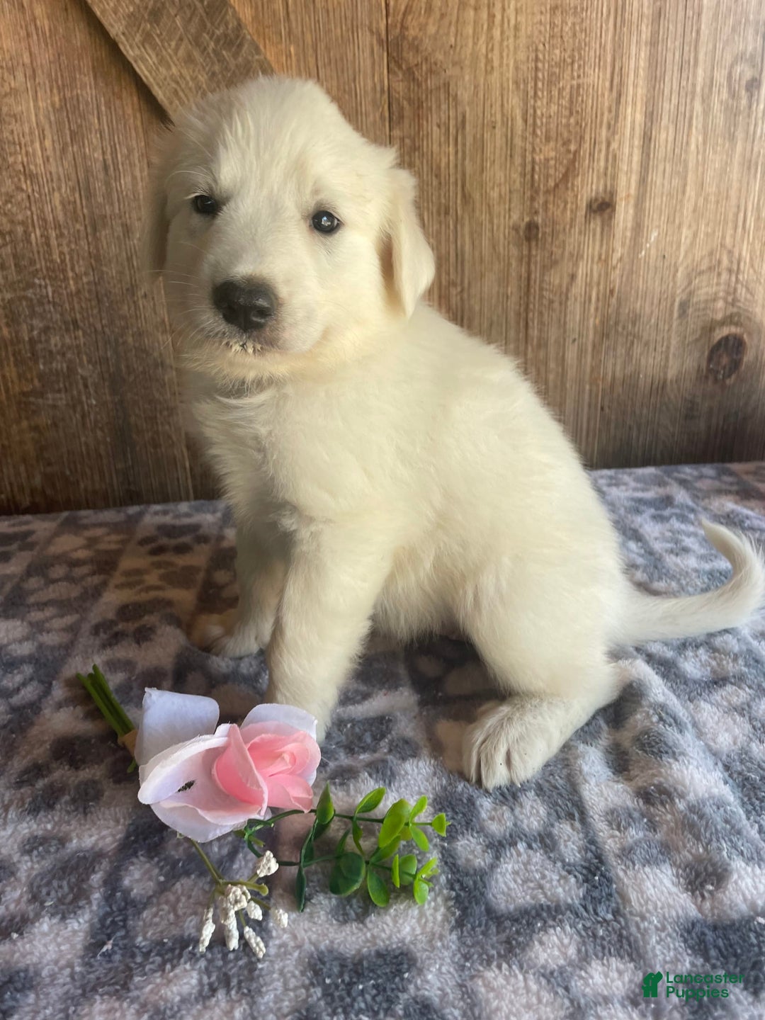 Great Pyrenees dogs for sale: Jasmine - Image 1