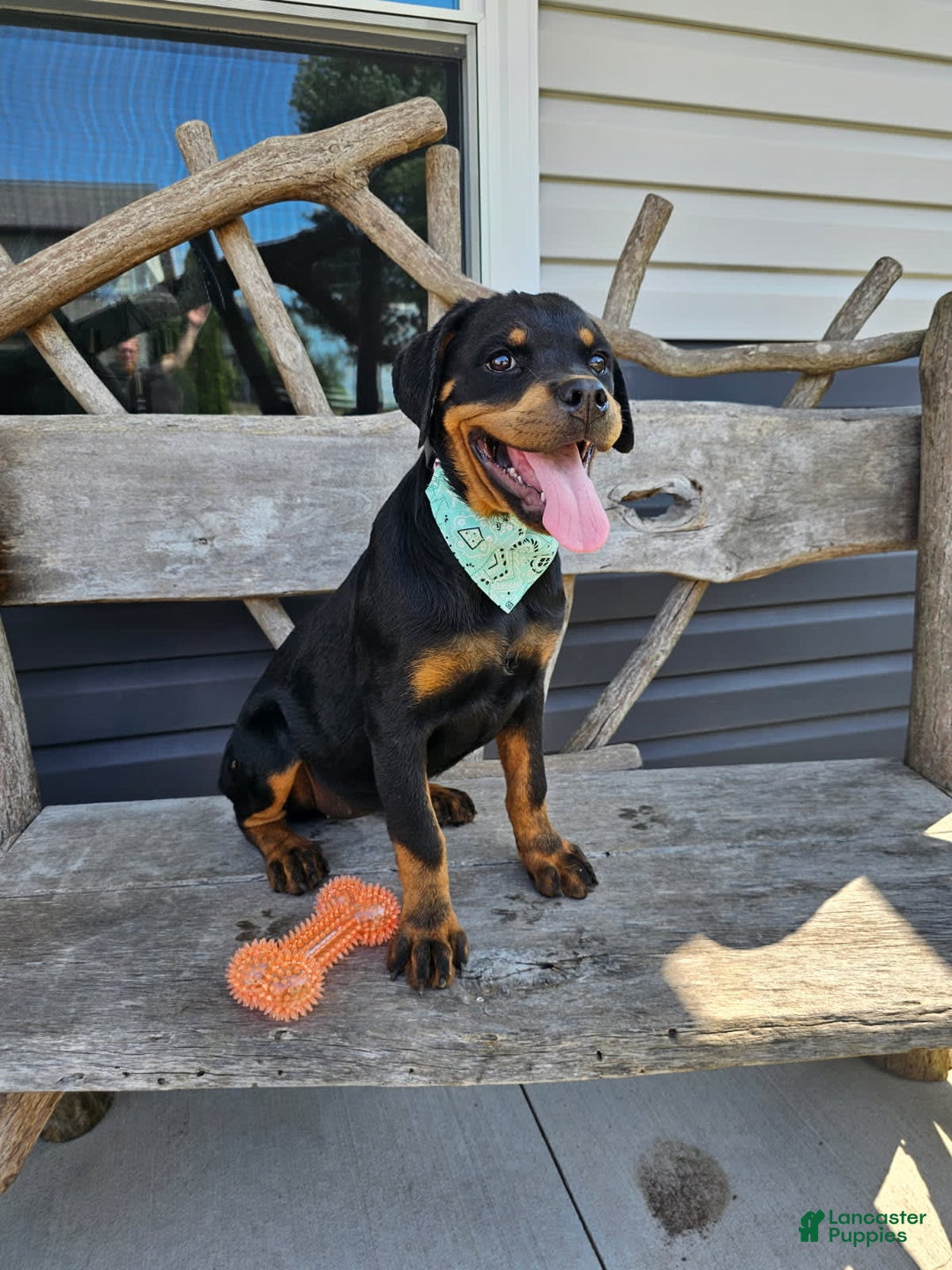 Rottweiler dogs for sale: Amber - Image 1
