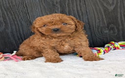 Cavapoo dogs for sale: Ginger - Image 2