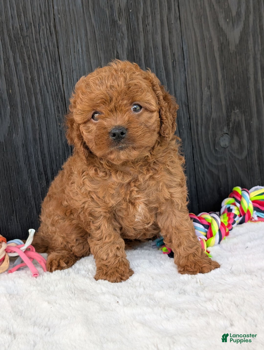 Cavapoo dogs for sale: Ginger - Image 2