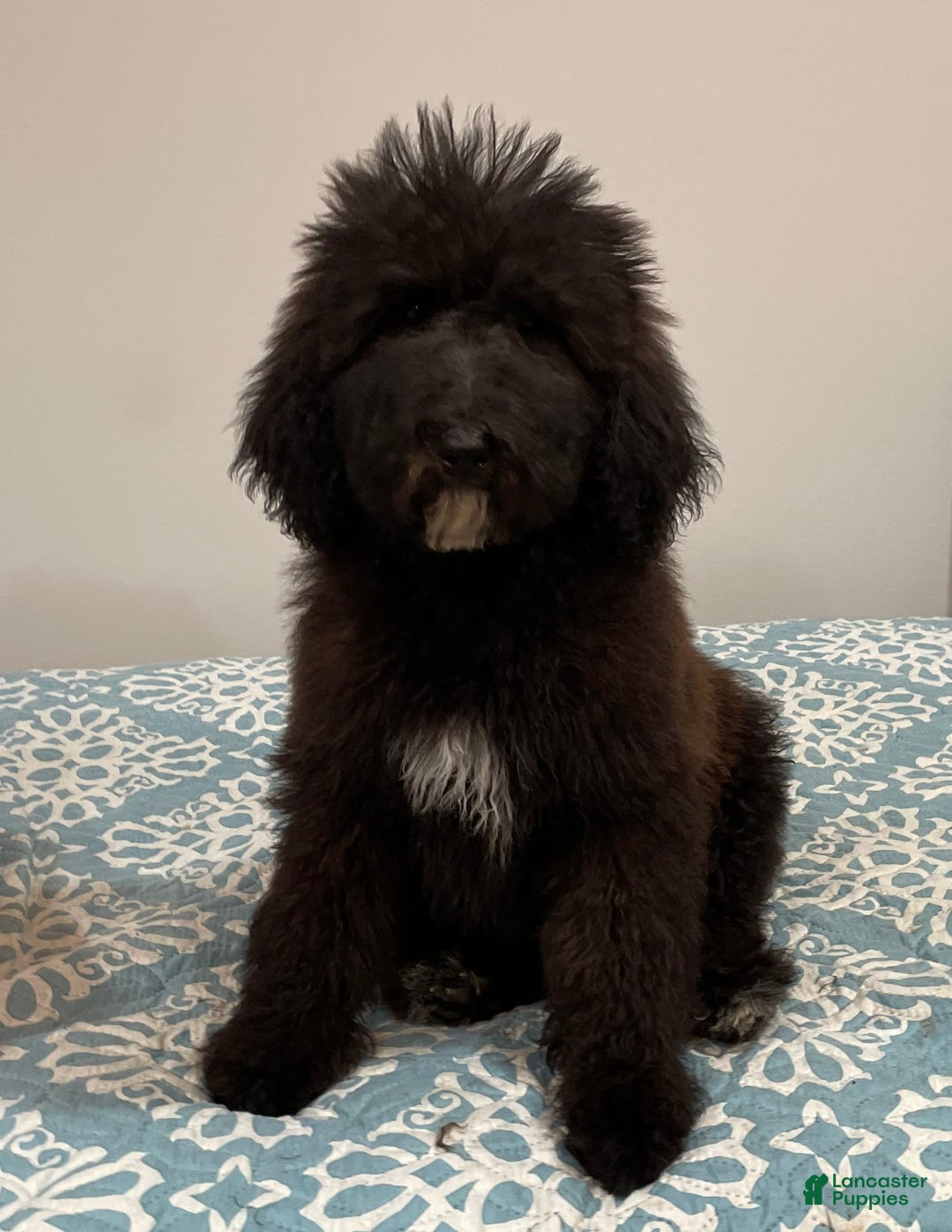 Standard Poodle dogs for sale: Gypsy - Image 13