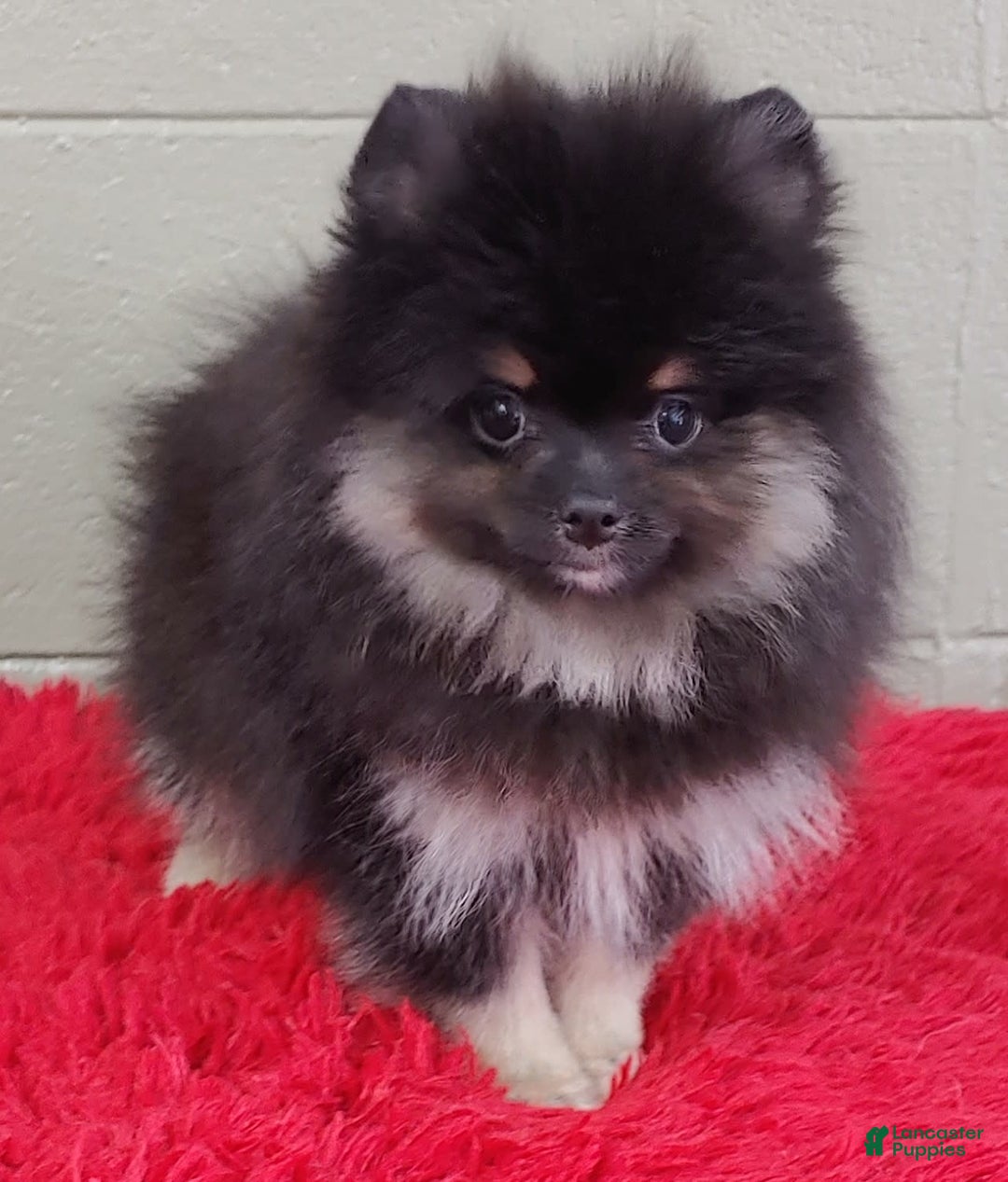 Pomeranian dogs for sale: Danny - Image 2