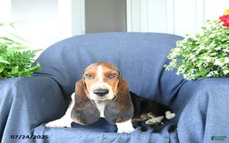 Basset Hound dogs for sale: Victor - Image 4