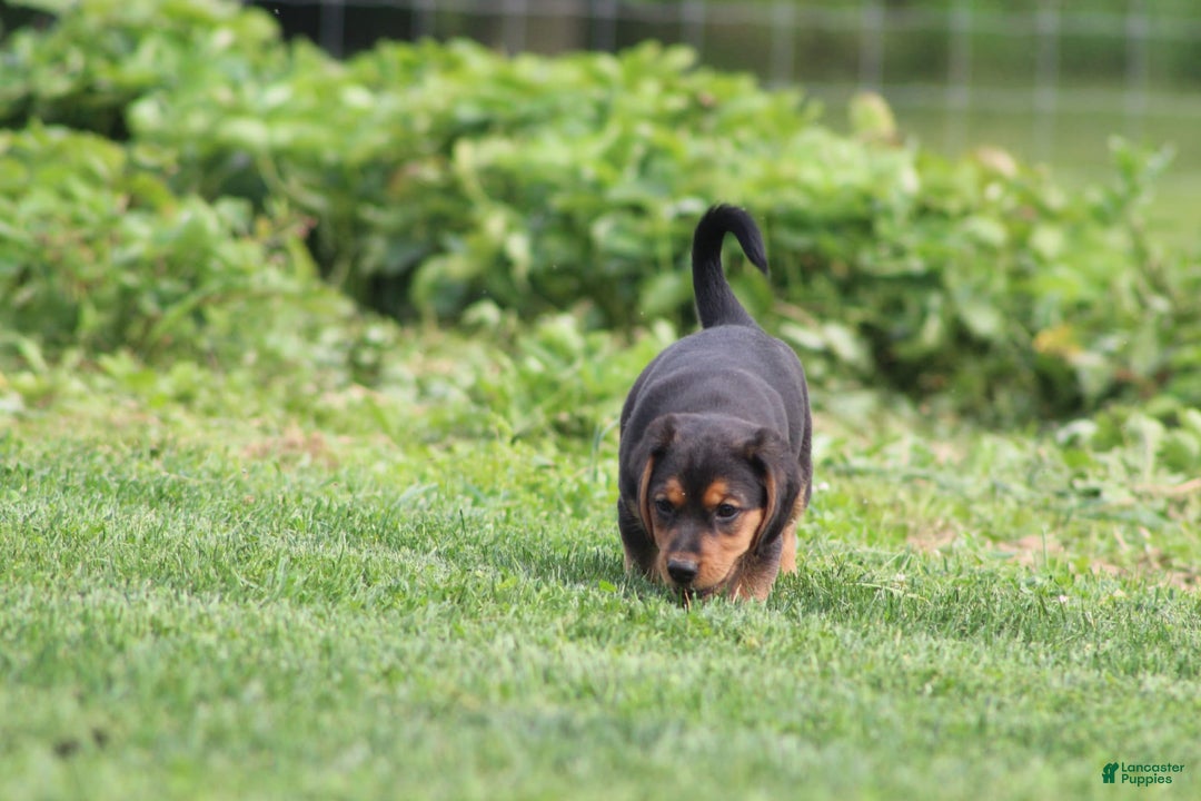 Beagle dogs for sale: Trish - Image 4