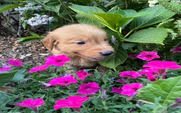 Golden Retriever dogs for sale: Champ - Image 2