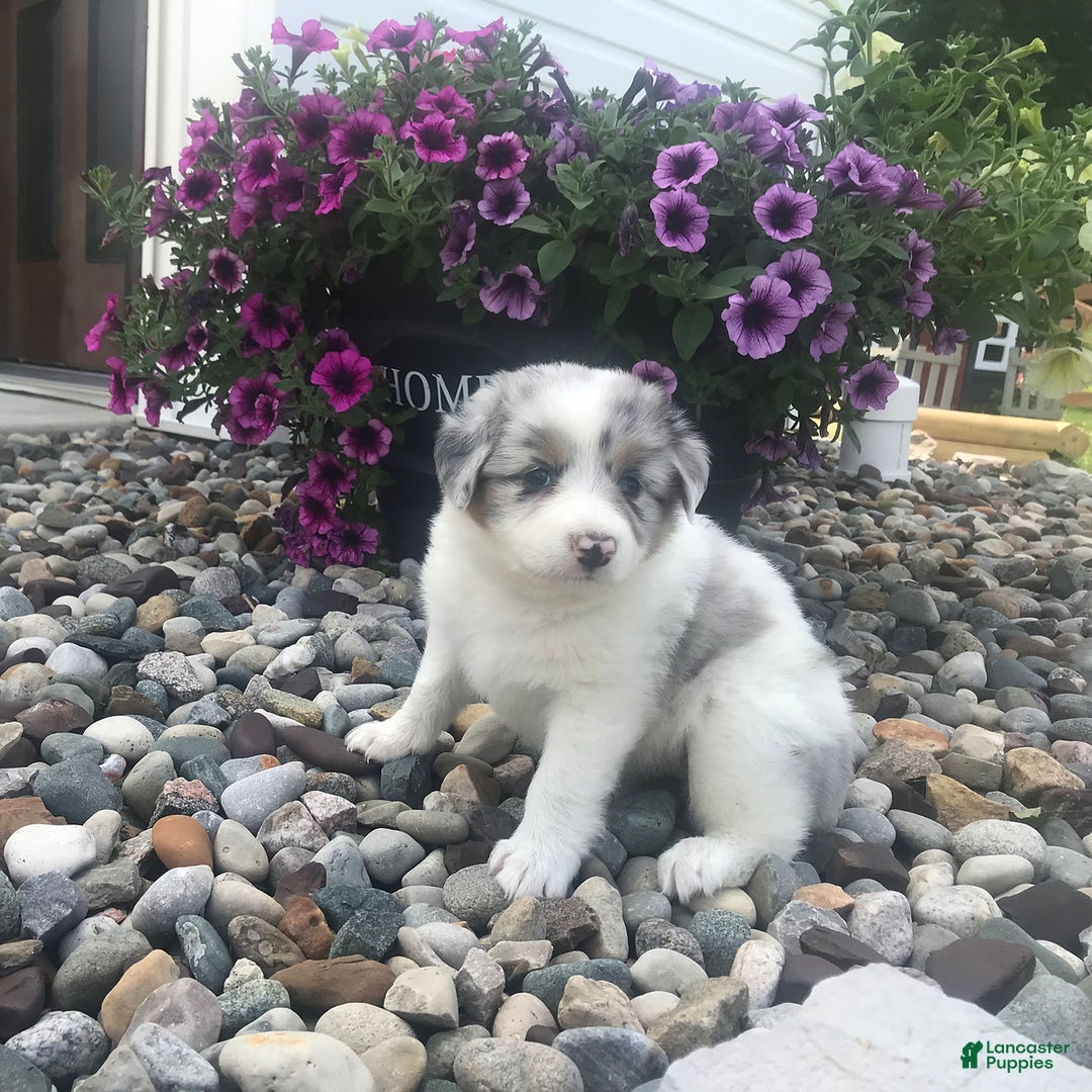 English Shepherd dogs for sale: Tracey - Image 3