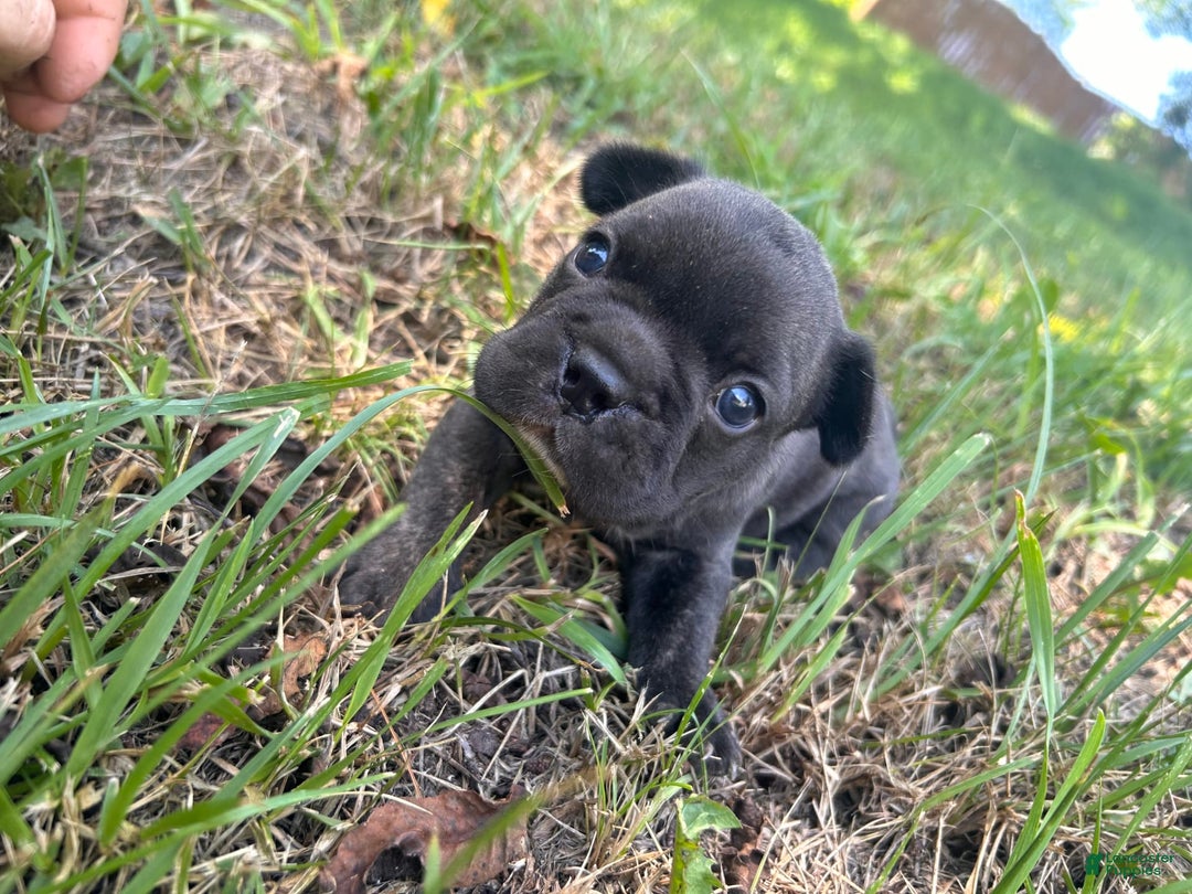 French Bulldog dogs for sale: Gru - Image 1
