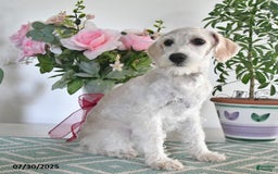 Schnoodle dogs for sale: Lily - Image 8