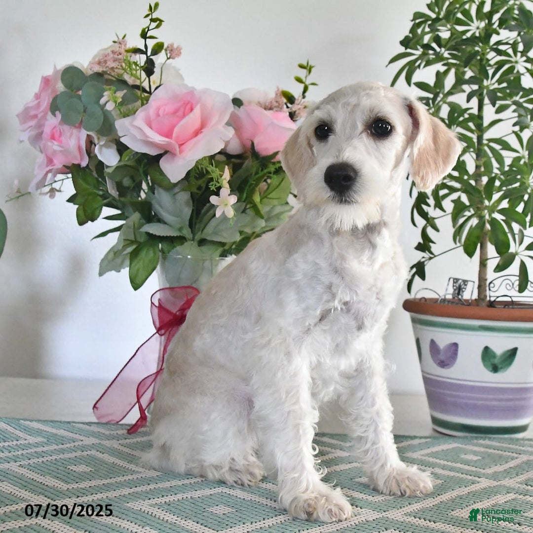 Schnoodle dogs for sale: Lily - Image 8