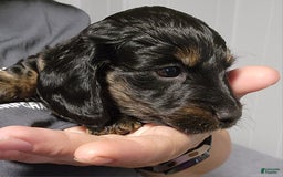 Miniature Dachshund dogs for sale: Gunner - Image 6