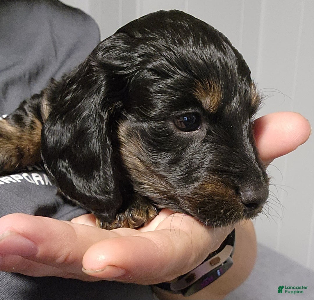 Miniature Dachshund dogs for sale: Gunner - Image 6