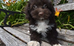 Havapoo dogs for sale: Abbie - Image 4
