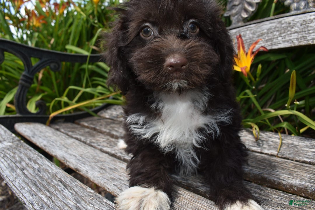 Havapoo dogs for sale: Abbie - Image 4